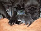 dogs 20 5 2007 034.jpg